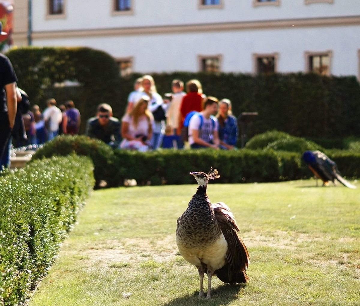 Peacocks freely wander the Wallenstein Garden in Prague