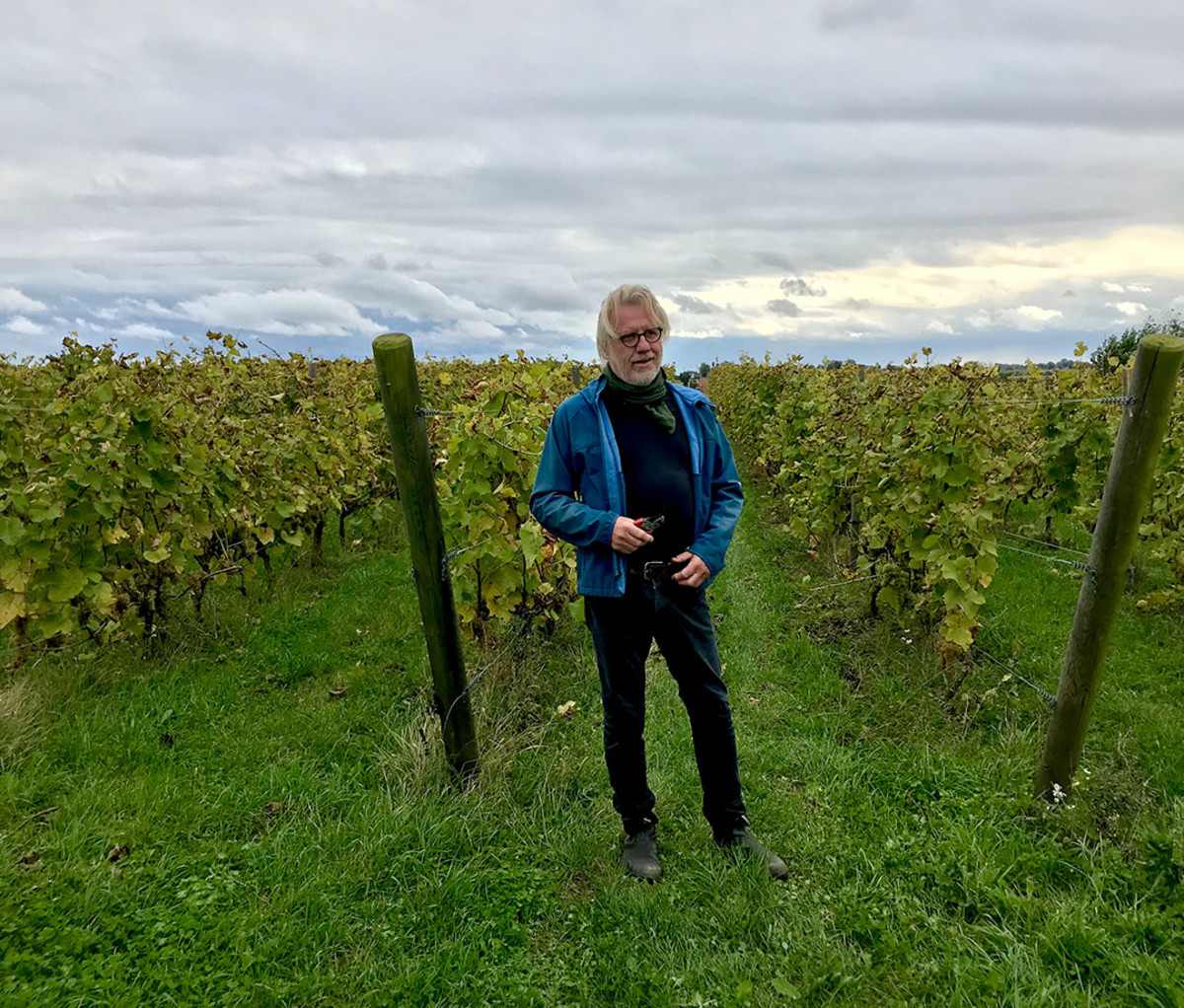 The Hällåkra Vingård, shown here during harvesting season, allows tourists to help out picking grapes