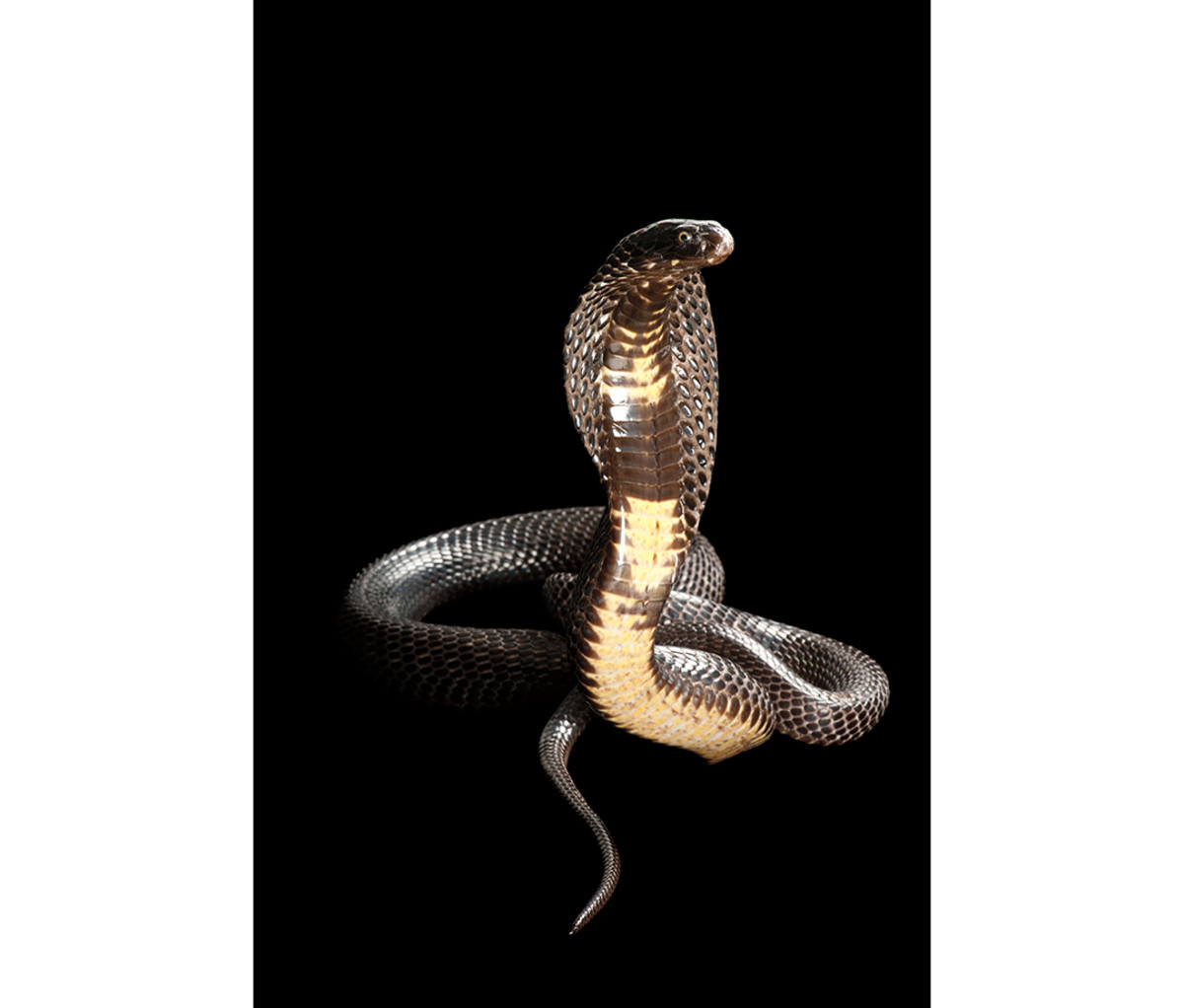 A black cobra photographed by Sartore.