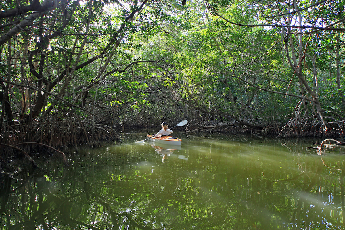 Everglades2