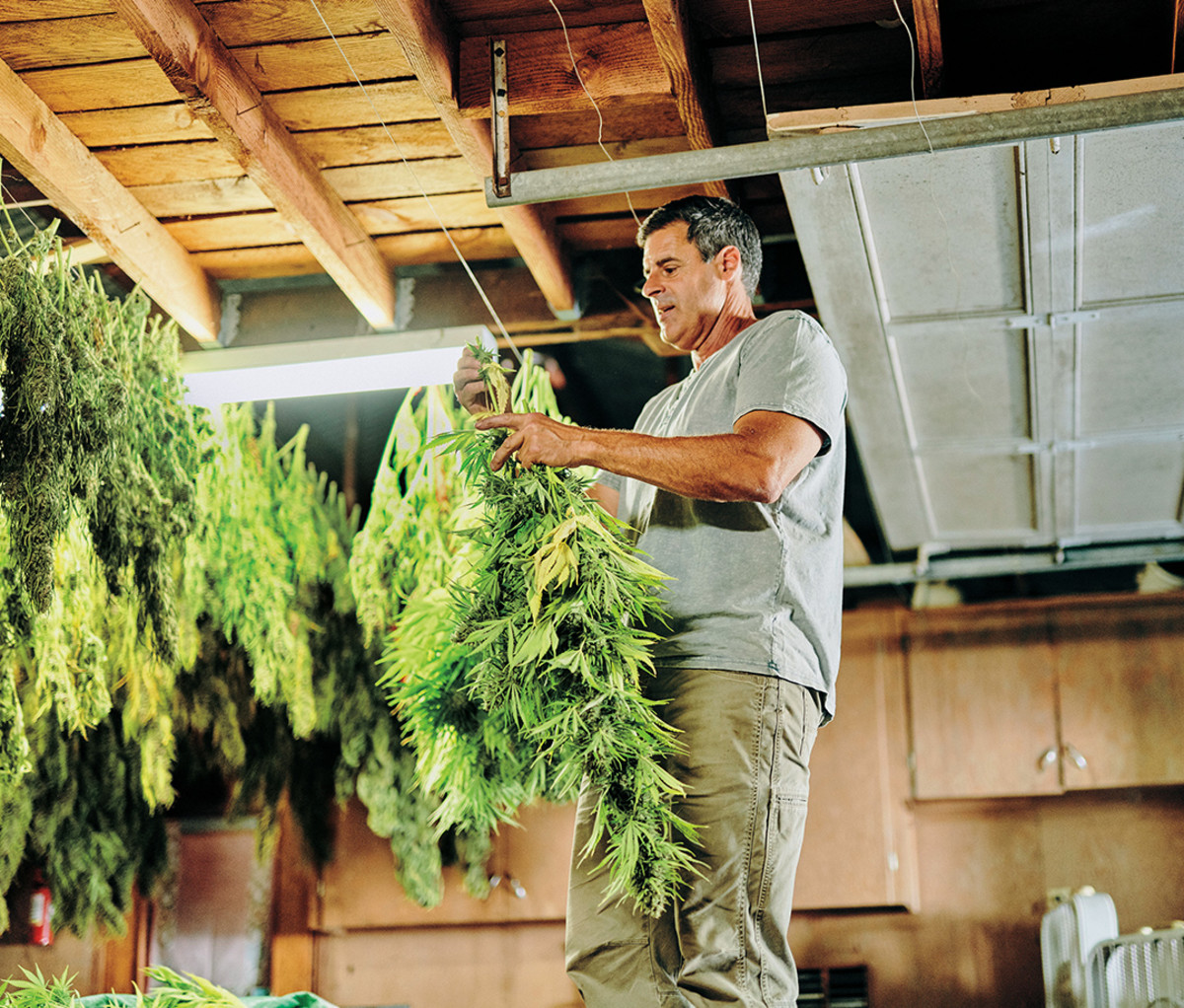 Grower Johnny Casali hangs freshly harvested product.
