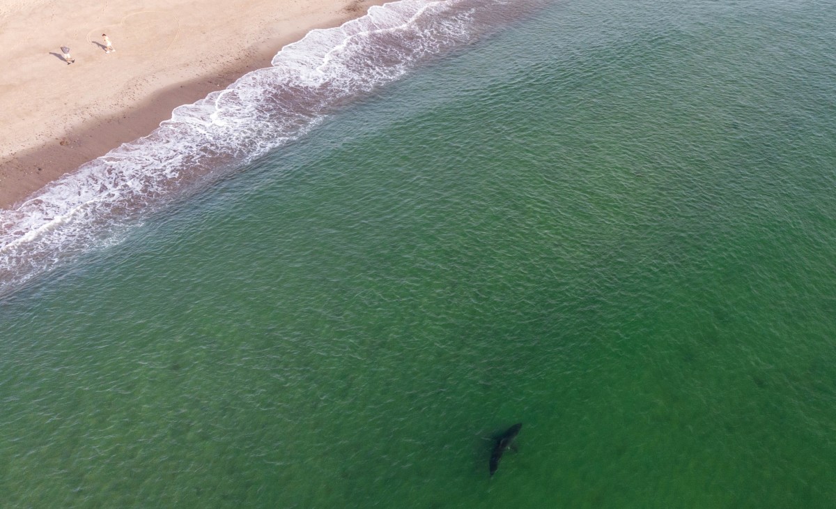 How A Shark Epidemic Is Changing Cape Cod S Surfing And Community