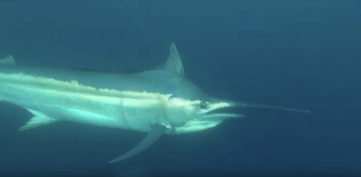 Field_Fisk2