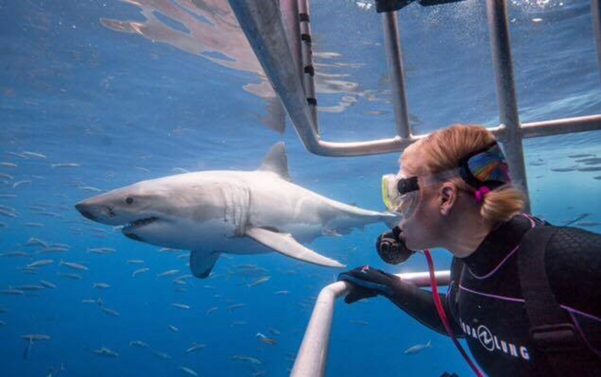 kobe shark