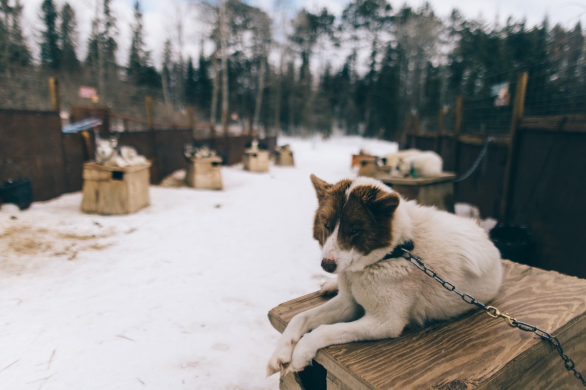 Dog Sled Cochrane 3