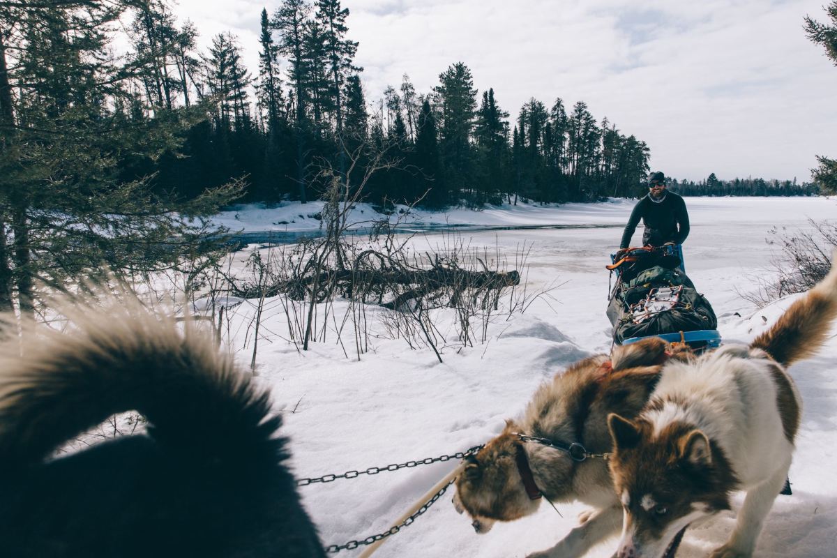 Dog Sled Cochrane 7