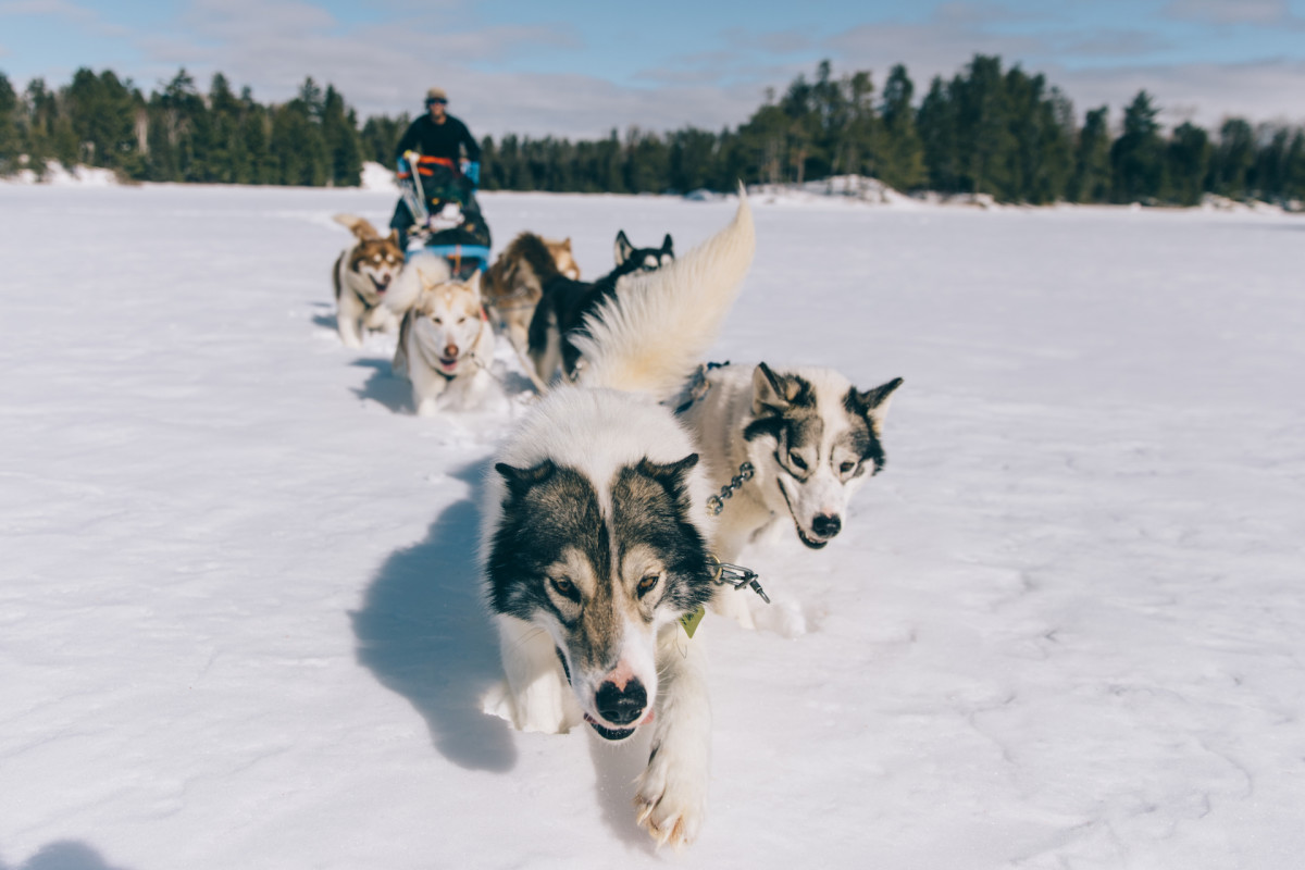 Dog Sled Cochrane 9