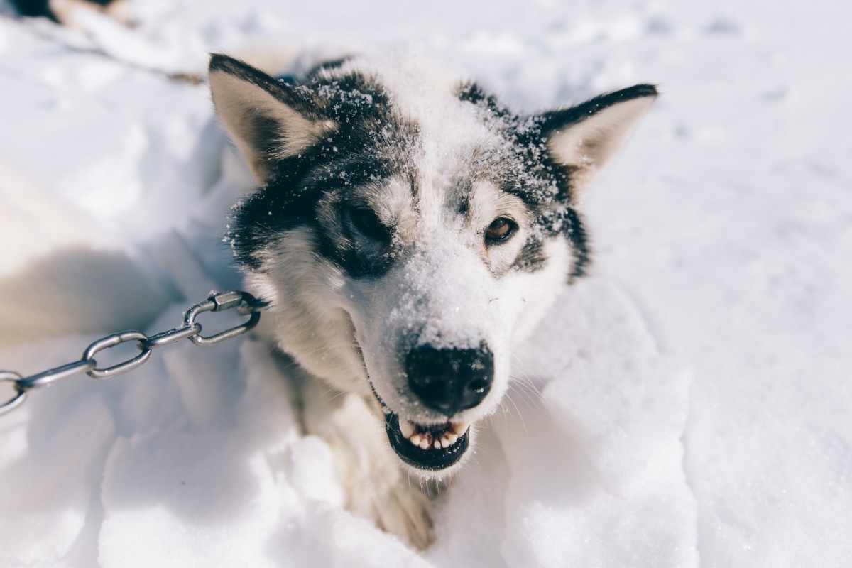 Dog Sled Cochrane 2