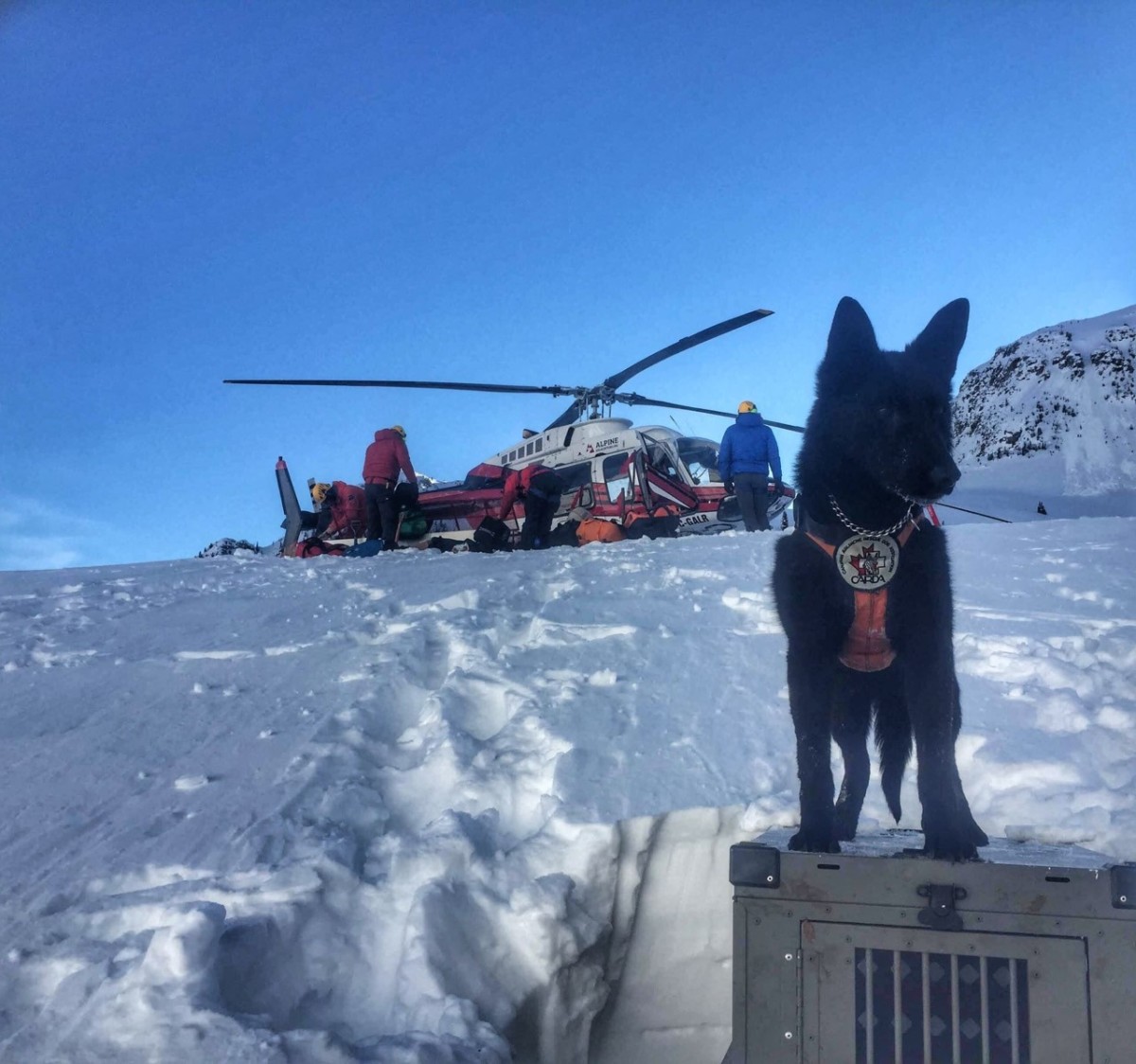 Avy CA dog