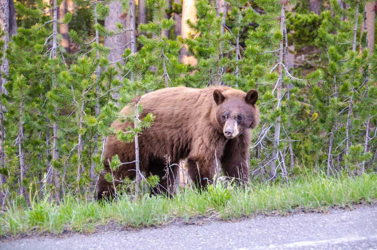 Yellowstone bear