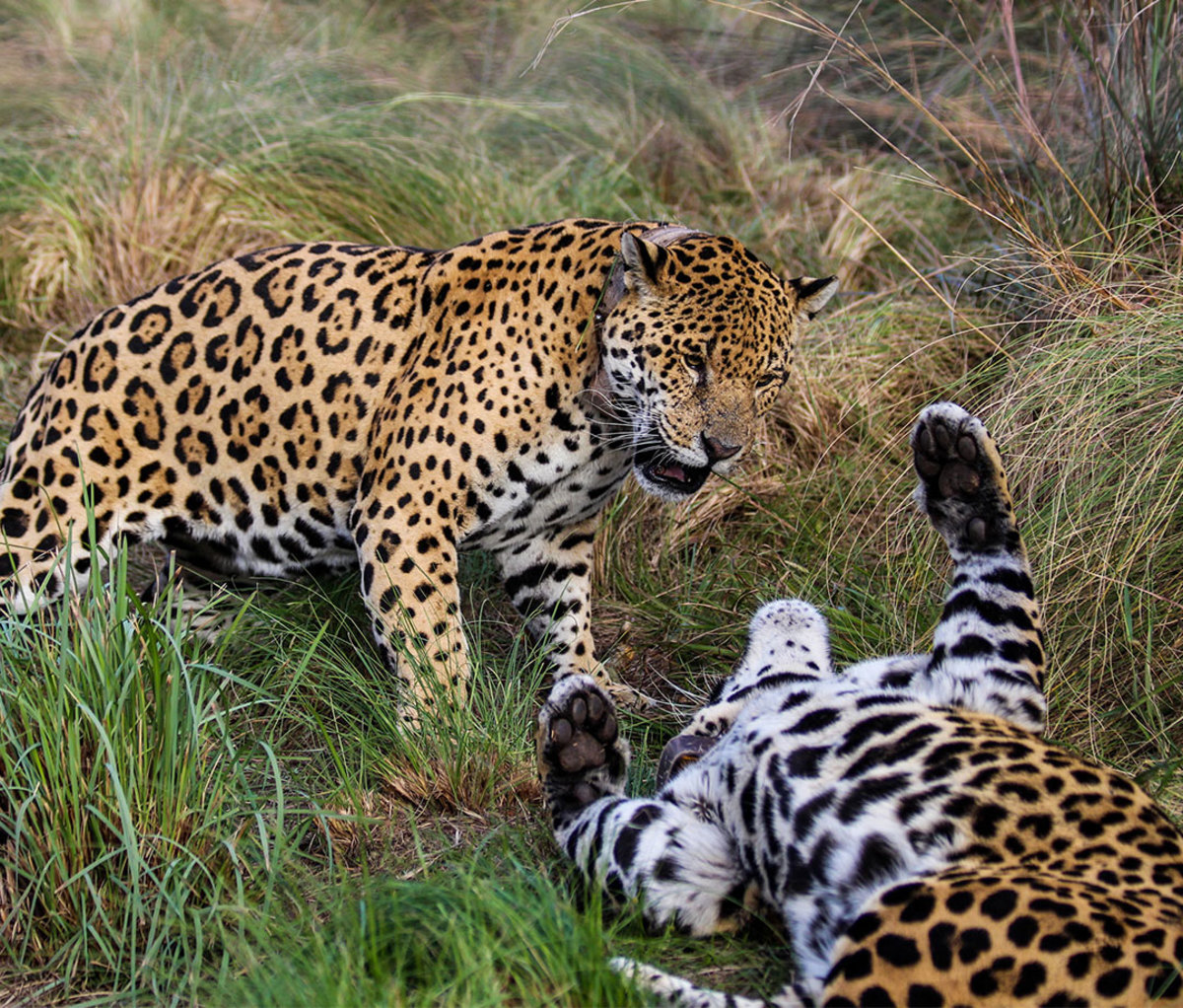 Iberá may soon be one of the best places to see jaguars in the wild