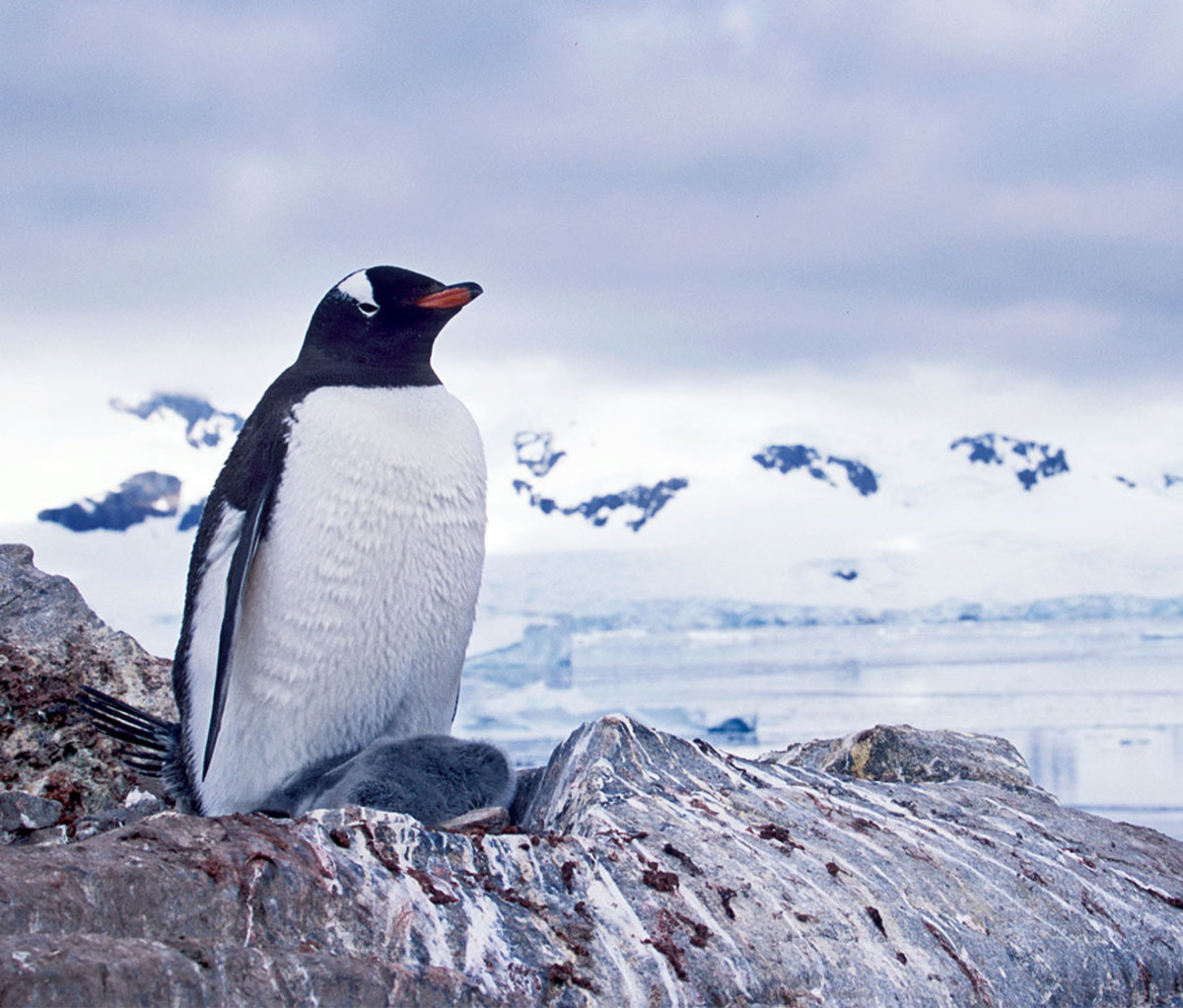 Adélie penguins standing along Antarctic Peninsula