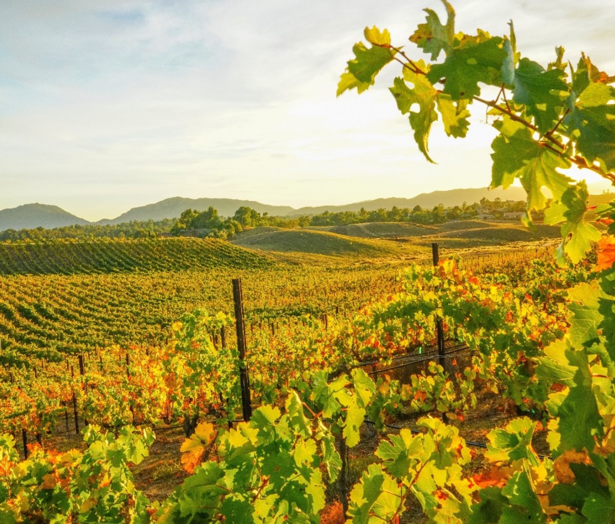 Temecula Valley Southern California Wine Country