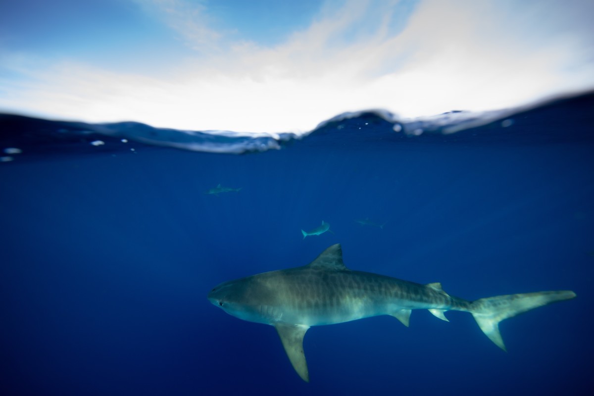 Swimming with Sharks Ocean Ramsay Hawaii great white sharks