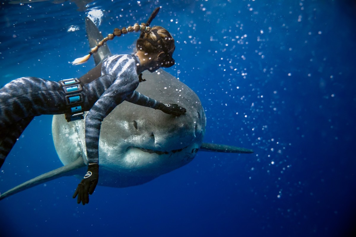 Swimming with Sharks Ocean Ramsey Hawaii great white sharks.