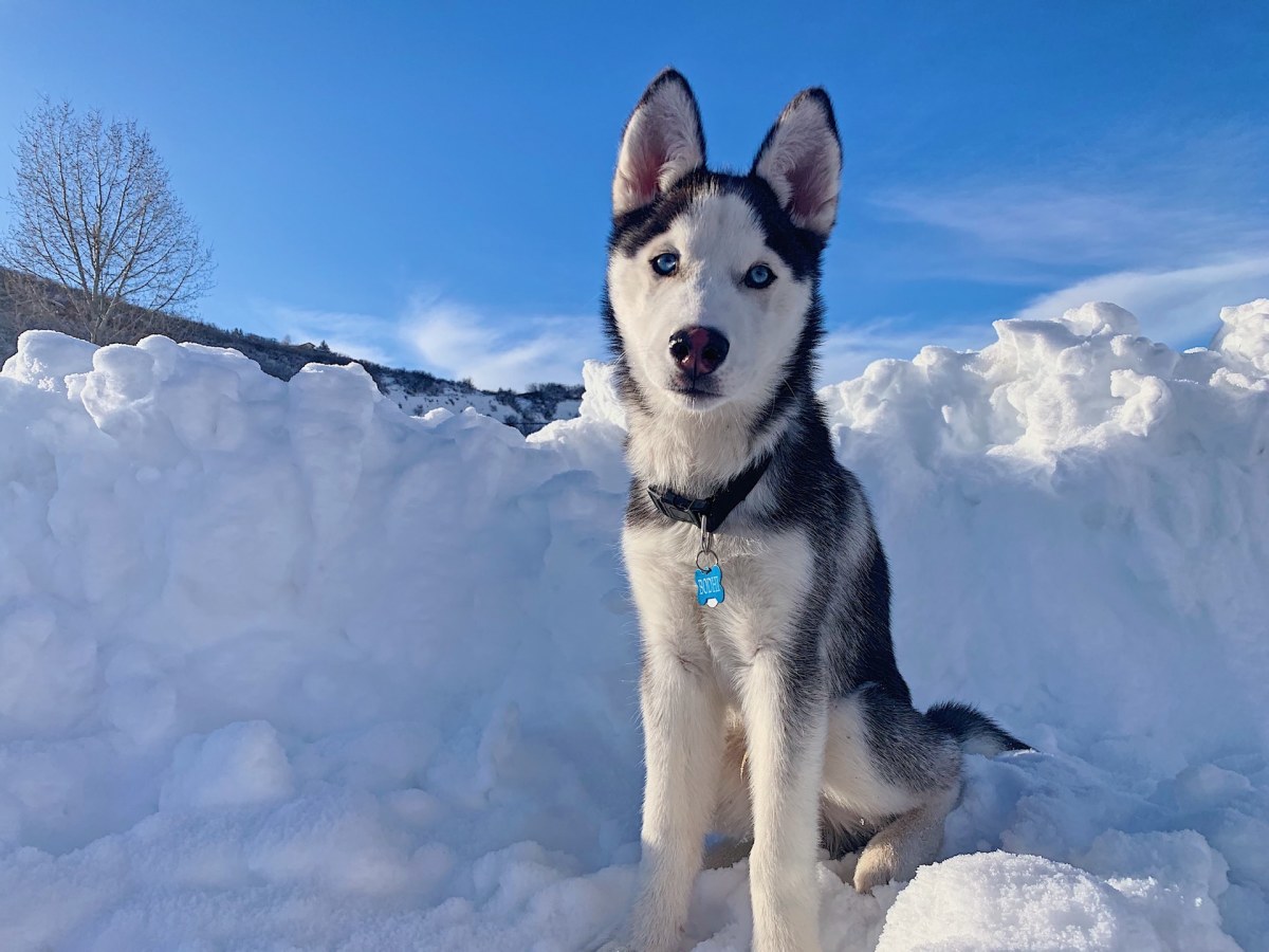 puppy husky