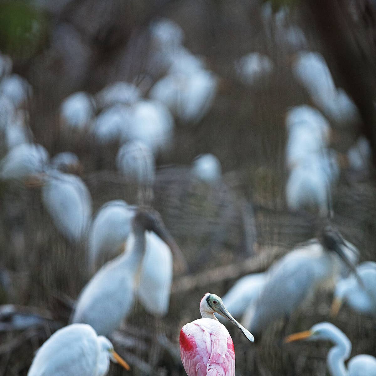 A roseate spoonbill among wood storks and great egrets.