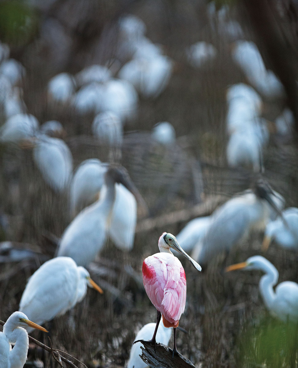 A roseate spoonbill among wood storks and great egrets.