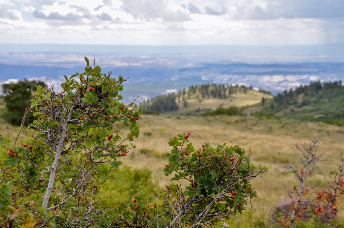 Aquarius Plateau Utah