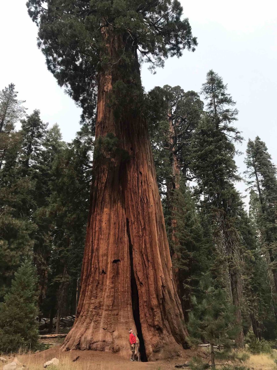 Sequoia Buchanan national park