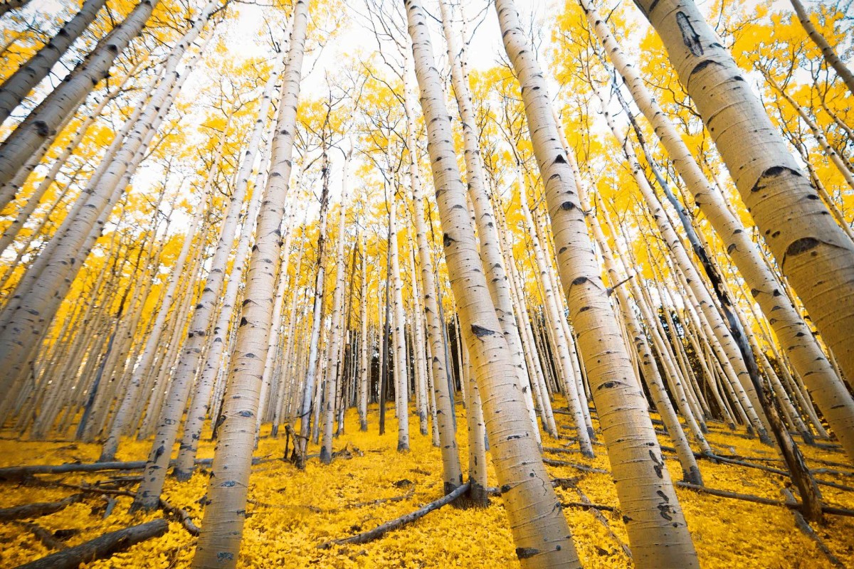 Aspen trees with golden yellow fall colors in the autumn mountains of Flagstaff, Arizo