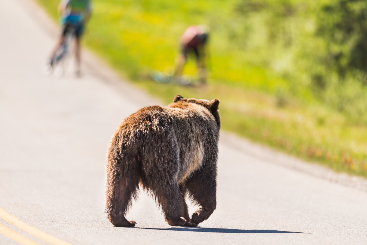 Bear encounters are rare, but they do happen. 
