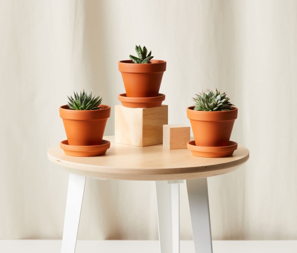 Bloomscape Winter Solstice Collection