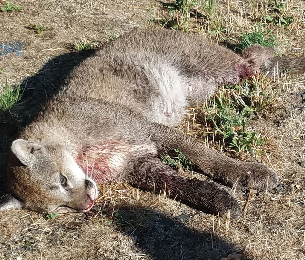 Catalyst: After this cougar was killed, the hunts began in earnest.