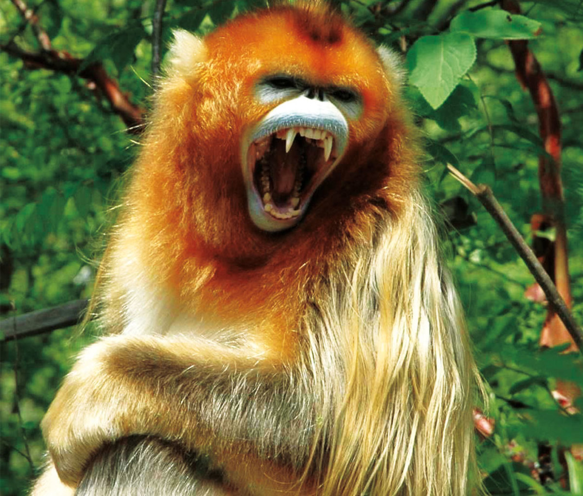 Golden monkeys of Shennongjia will become parts of a national system.