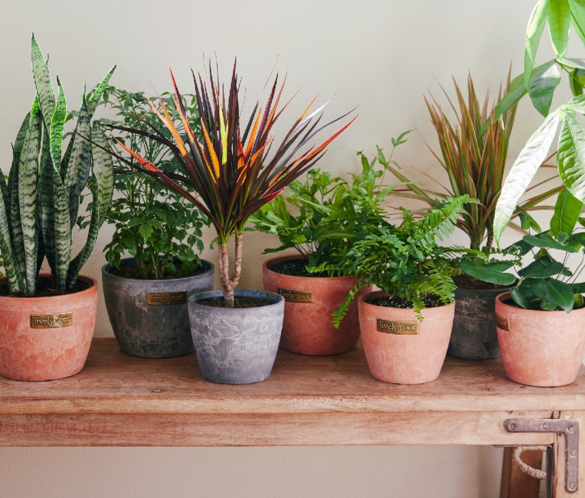 Vitality plants to clean the air from plant roots