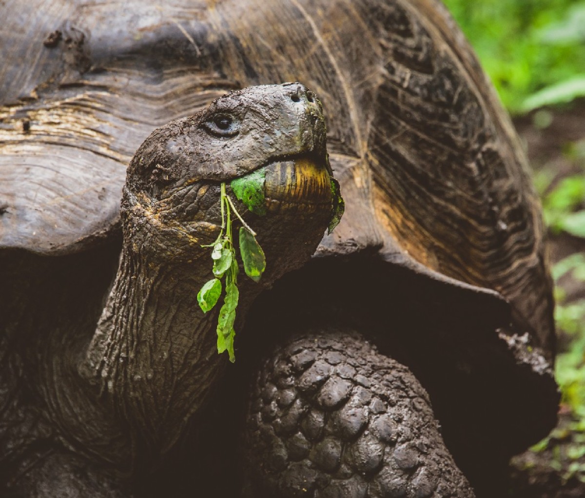 Galapagos tortoise