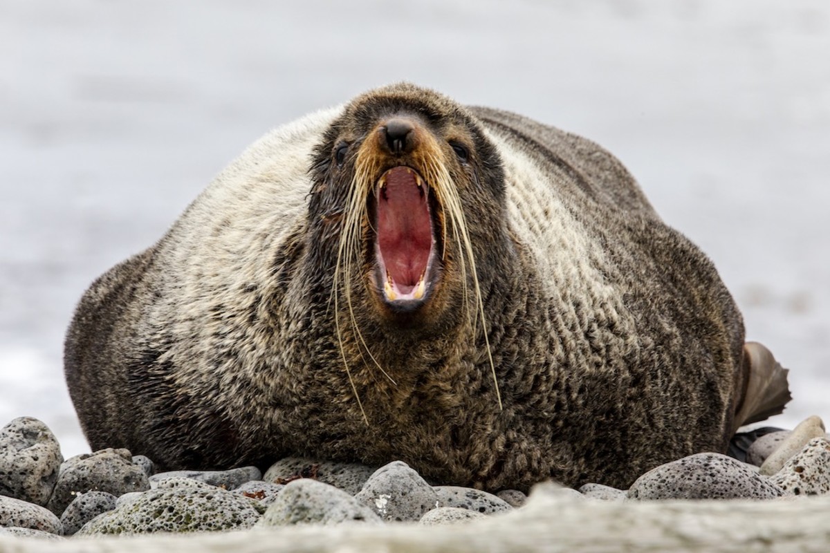 seal aleutian islands