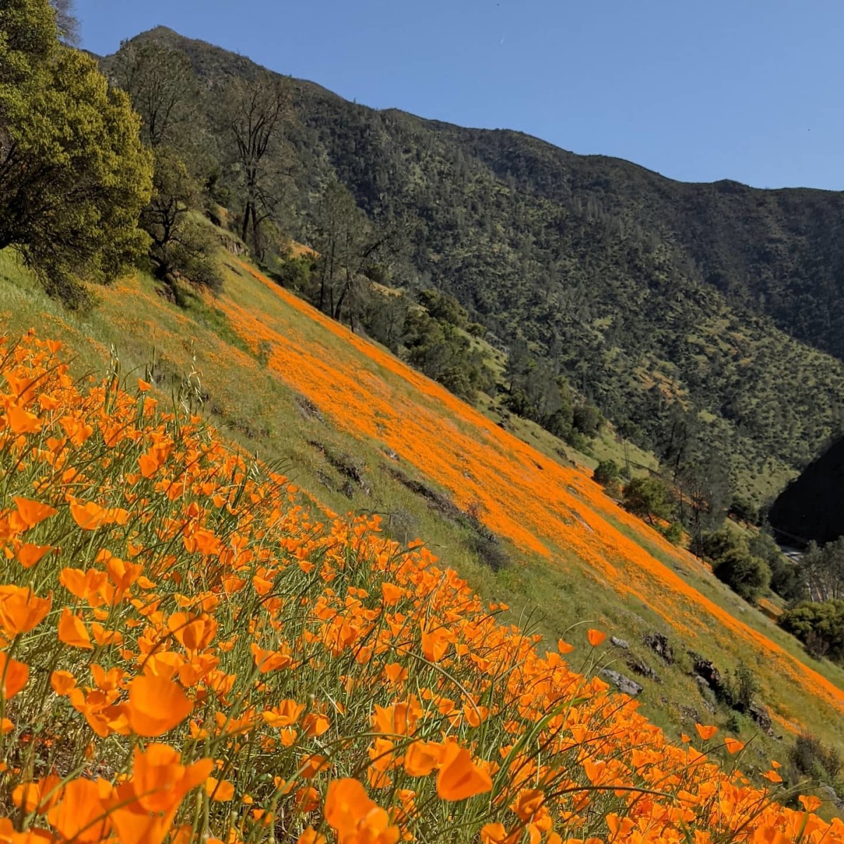 california poppies near Briceburg