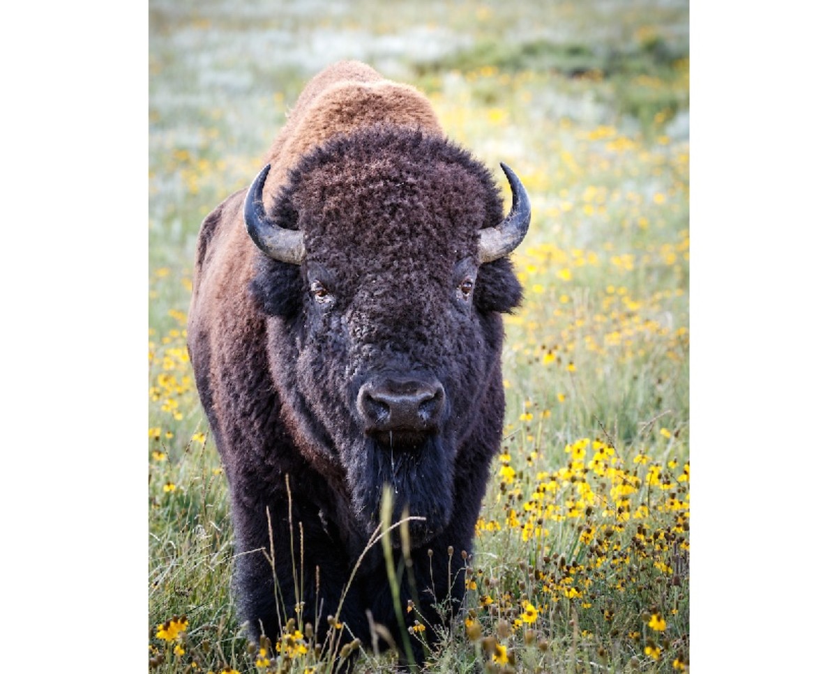 Adult bison standing in field of flowers 