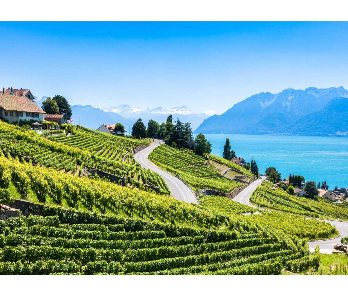 Terraced vineyards in Lavaux region, Switzerland