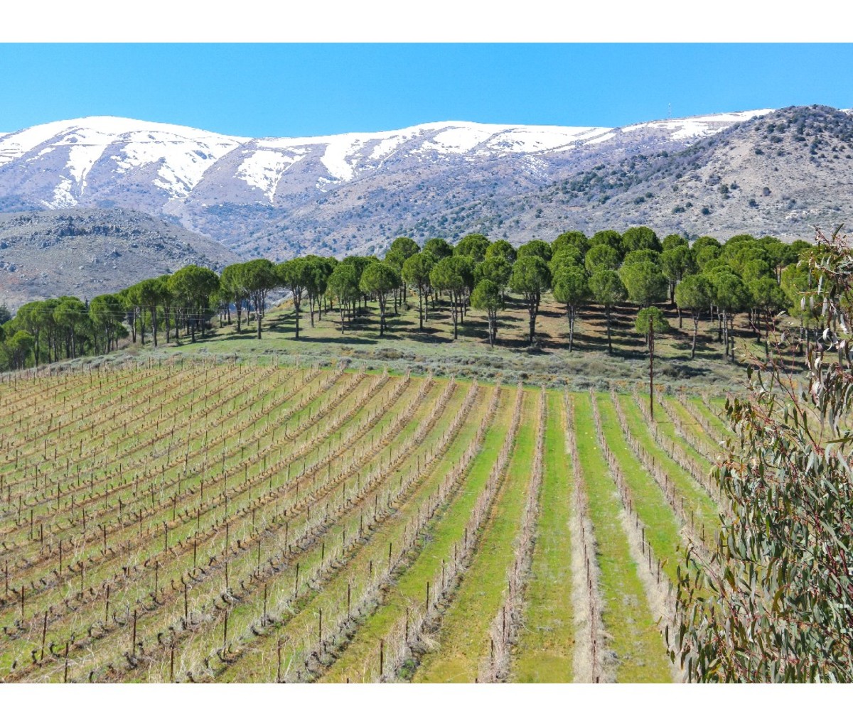 Vineyard in Kefrayya, in Lebanon's western Bekaa Valley