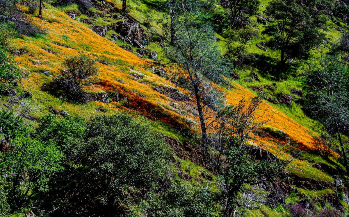 Yosemite Hite Cove