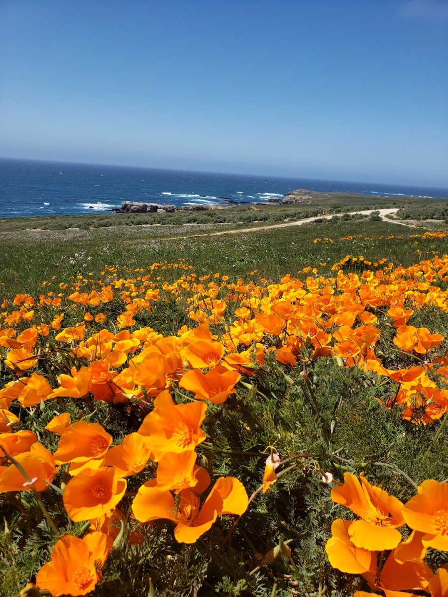 Montana de Oro Central California