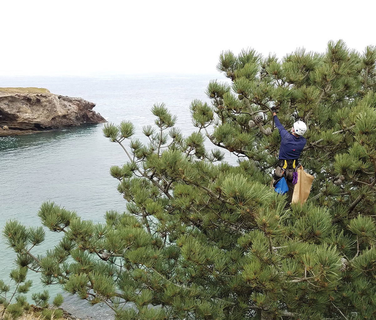 Man scaling bristlecone fir along California’s Central Coast