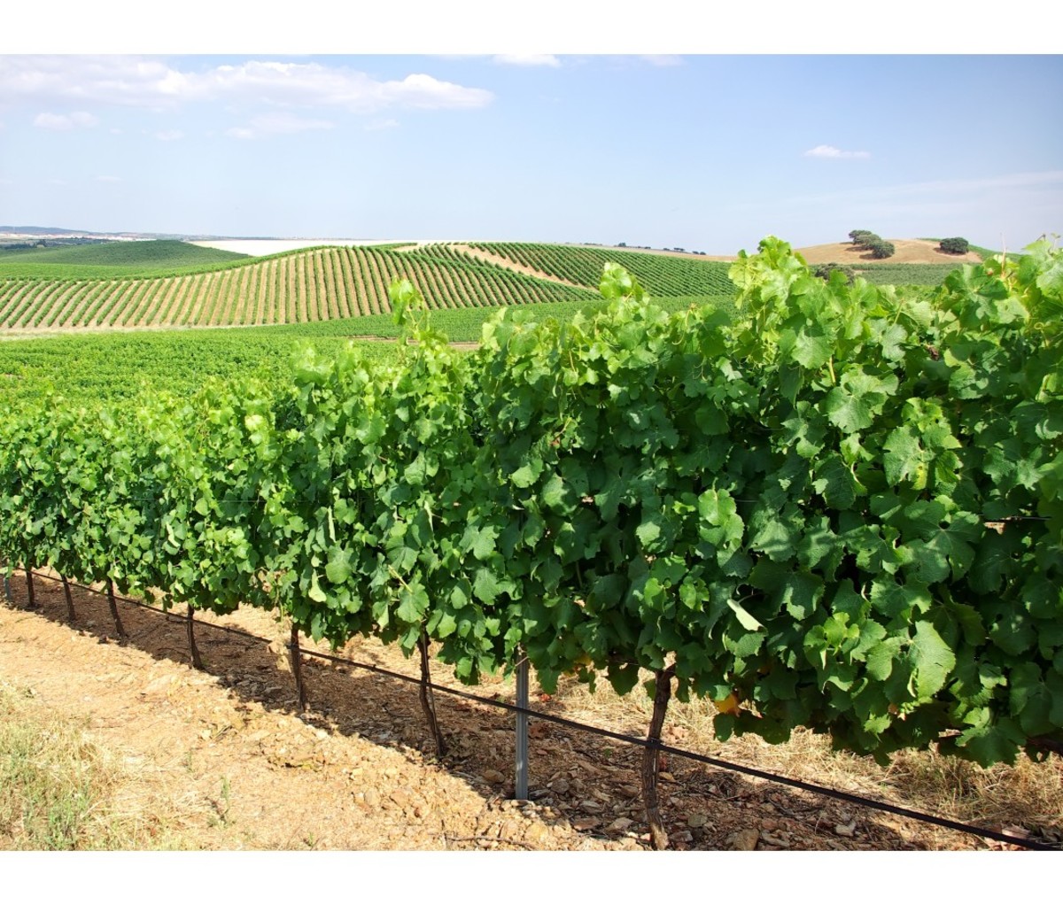 Vineyard in Alentejo region, Portugal