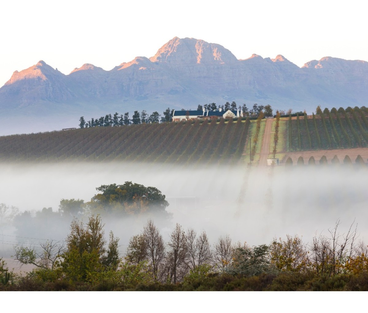 Vineyards in the morning fog near Stellenbosch Winelands, Western Cape, South Africa