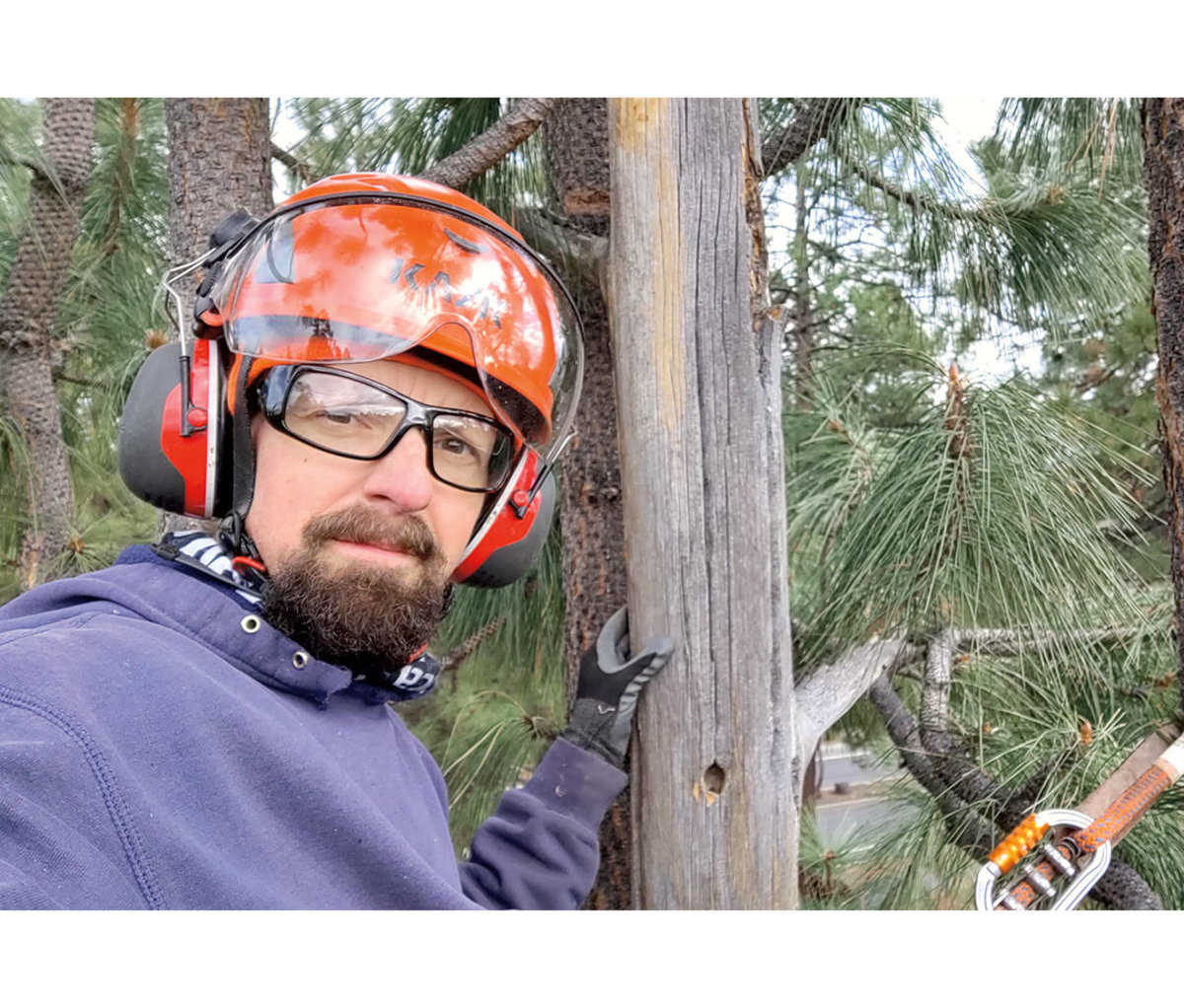 Drew Peterson saving endangered tree species threatened by fire, drought or disease.