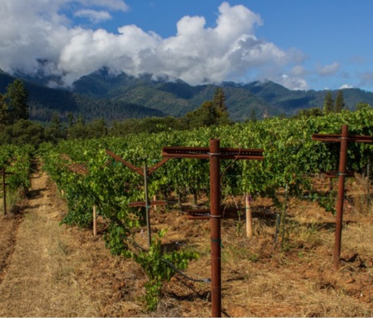 Day Wines is a vineyard in Oregon