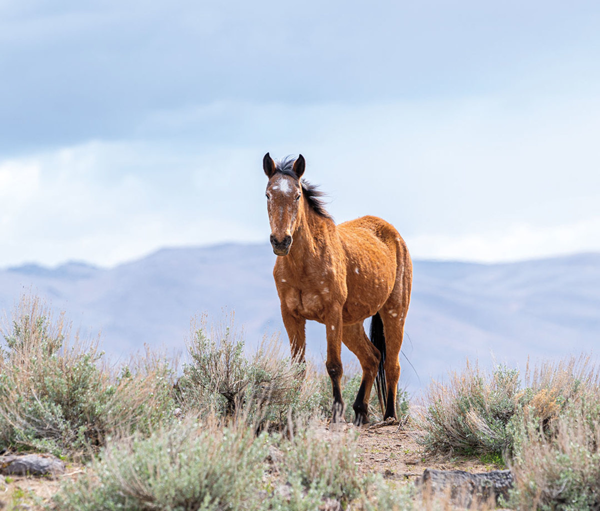 Feral horse roaming the Southwest's grassy plains