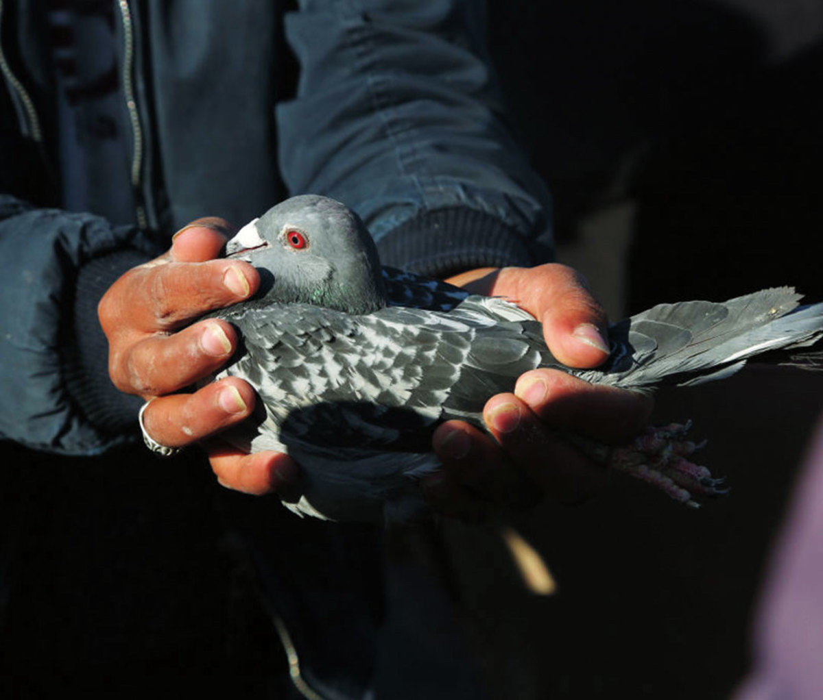 Man holding a pigeon