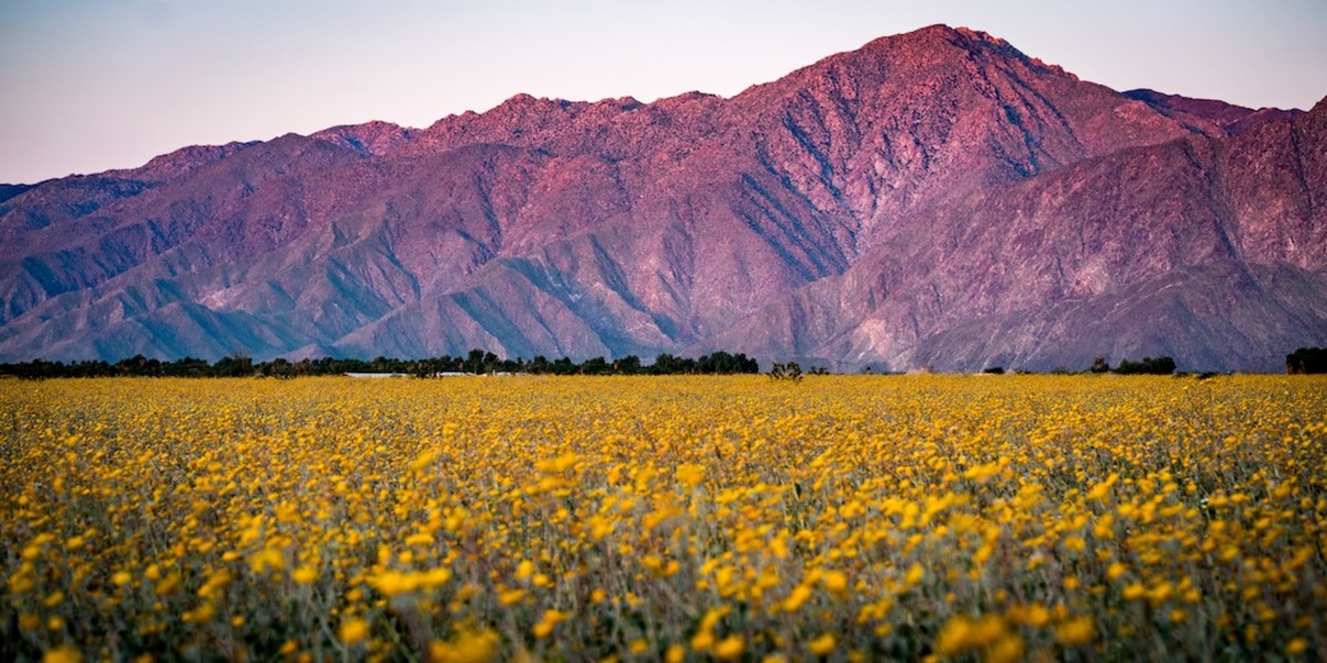 Anza Borrego superbloom