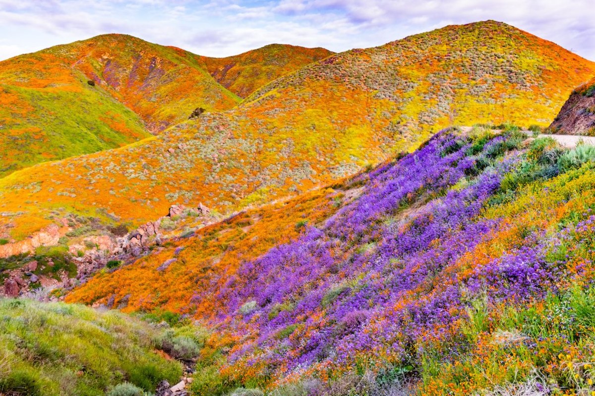 Lake Elsinore CA Walker Canyon superbloom