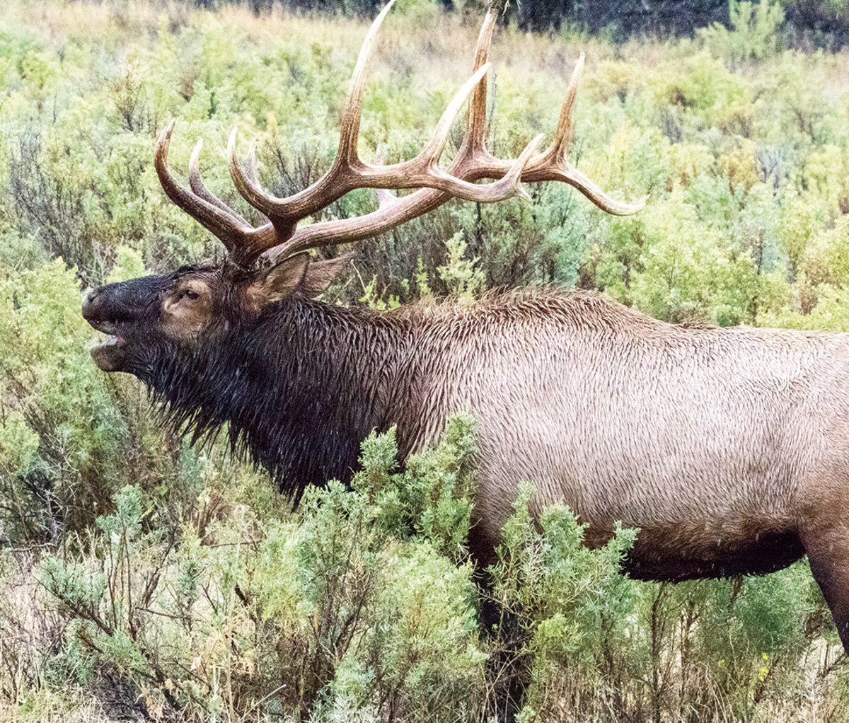 Elk