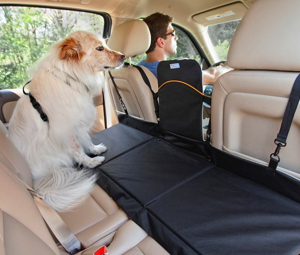 Dog Outdoors Backseat Bridge Front Seat Barrier