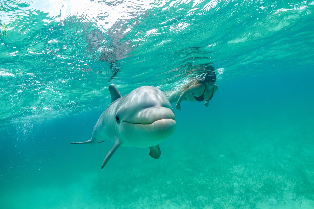 snorkel turks